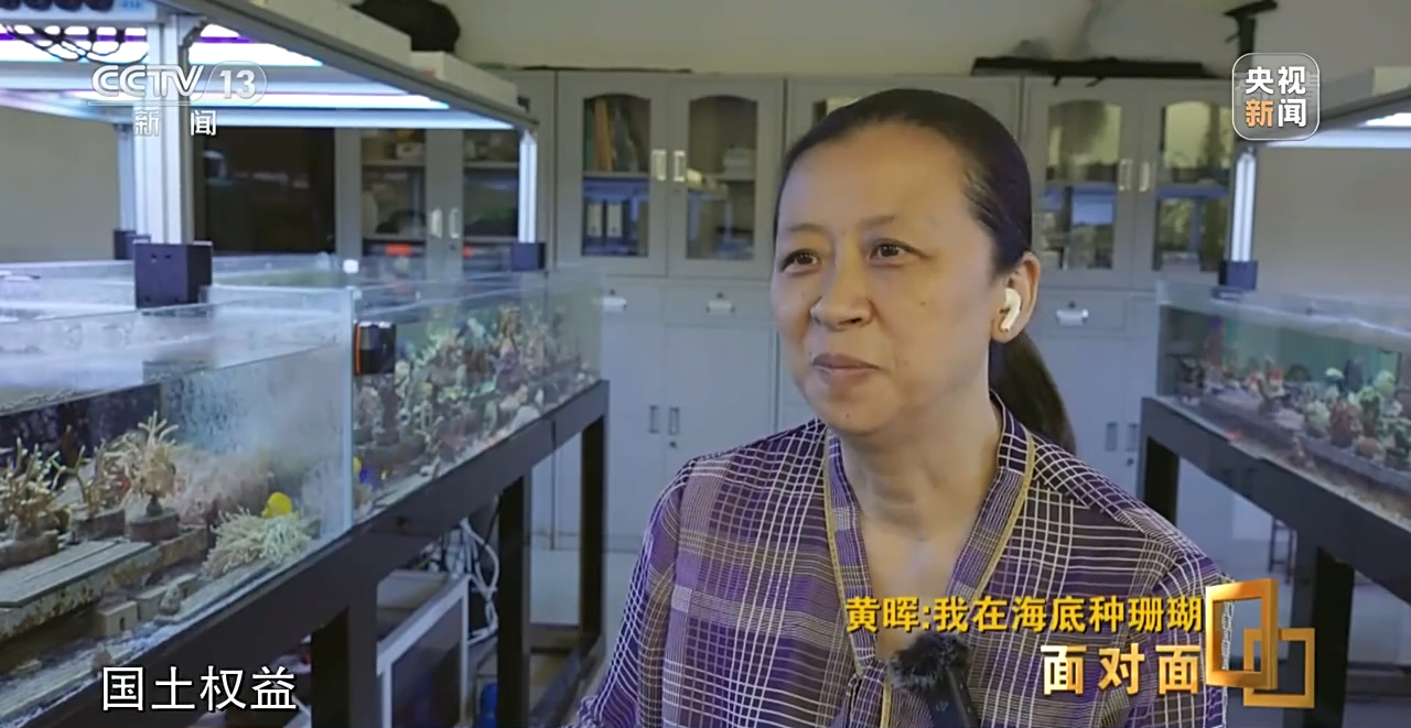 面對面丨“珊瑚媽媽”黃暉:種出一片“海底森林”