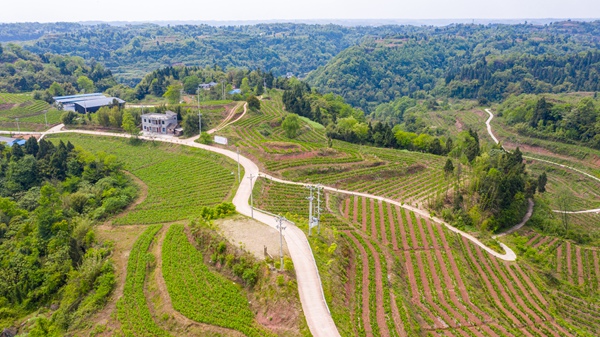 �Qɣ�Nֲ�����B(ni��o)D���а��(zh��n)�a(ch��n)�I(y��)�k���D