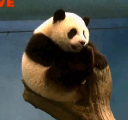 圓仔變高變胖塞不進(jìn)最愛棲駕 無奈轉(zhuǎn)戰(zhàn)左邊高地 圓仔變高變胖塞不進(jìn)最愛棲駕 無奈轉(zhuǎn)戰(zhàn)左邊高地