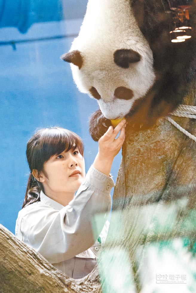 熊貓寶寶圓仔今滿周歲 門牙已長(zhǎng)好 熊貓寶寶圓仔今滿周歲 門牙已長(zhǎng)好