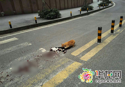 公貓被撞死母貓車流中輕吻守護(hù)久久不忍離(圖)