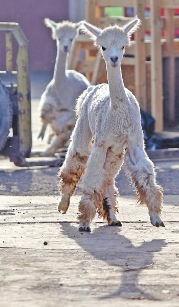 Hello������������� 622ֻ�Ȍ����ա��ս�����ԭ