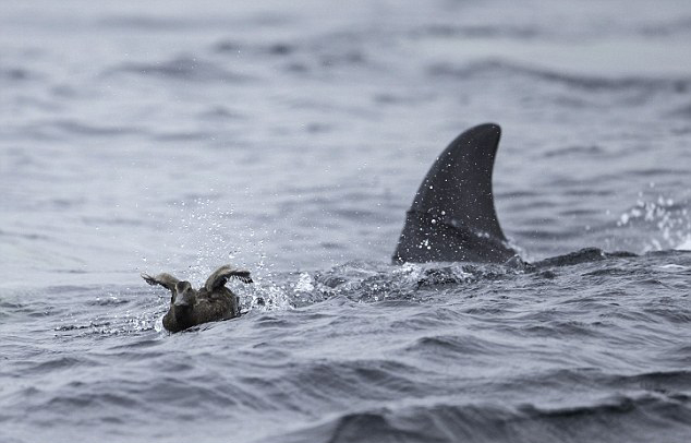 ���ֳ��](m��i)!Ӣ�����L�~(y��)��ʳ��Ⱥ��(ch��ng)���@�U(xi��n)