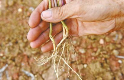 農(nóng)戶輕信電視購物 花4萬種新品種人參結(jié)出菜籽 農(nóng)戶輕信電視購物 花4萬種新品種人參結(jié)出菜籽