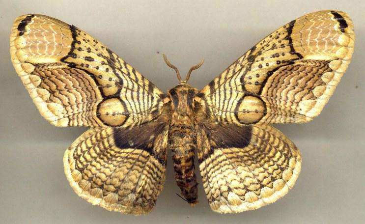 ���L(zh��ng)�ٶȿ��˃��ܳɶ���̫��׌����������L(zh��ng)?