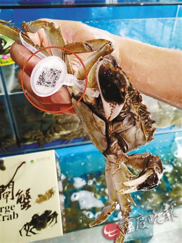 陽(yáng)澄湖大閘蟹尚未到開捕日“李鬼”已大規(guī)模上市