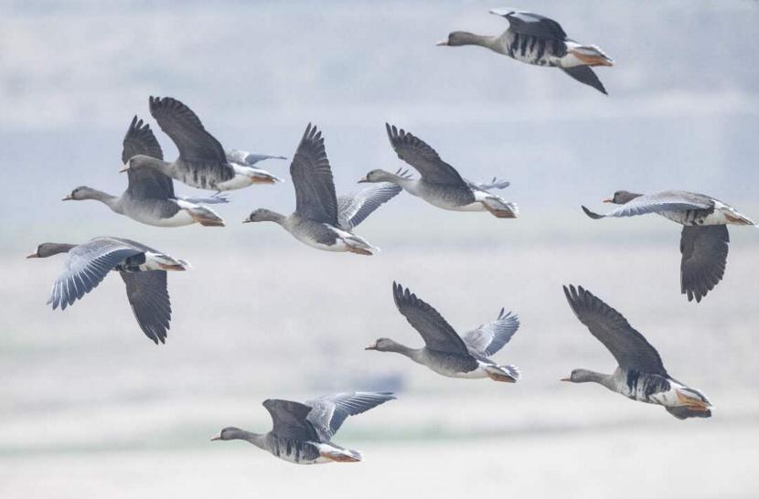 驚艷!300多只白額雁飛臨安徽東淠河 驚艷!300多只白額雁飛臨安徽東淠河