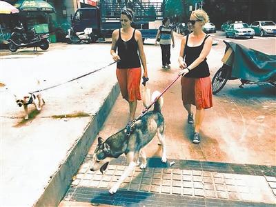 成都職業(yè)“洋遛狗” 一周兩次幫遛狗一次100元