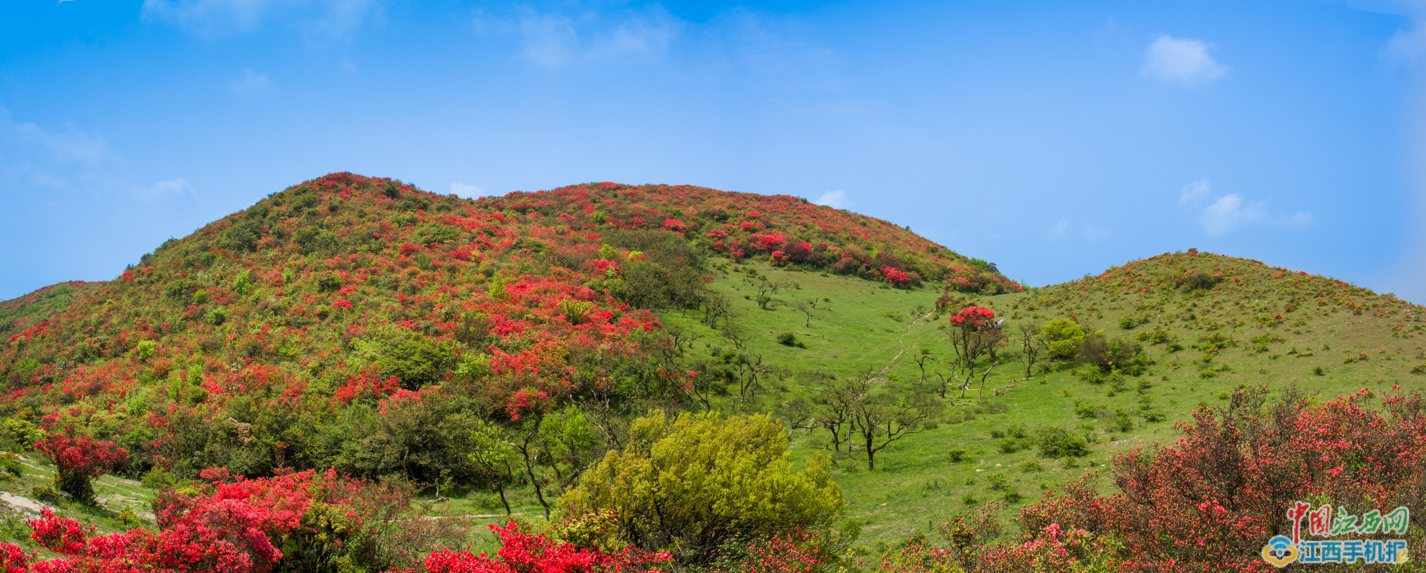 石城八卦腦漫山杜鵑花惹人醉 石城八卦腦漫山杜鵑花惹人醉