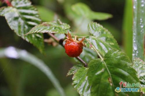 ��������{Ľ�����F�@���V�� ȫ���W(w��ng)ý������ӛ��ٝ�����ˡ�