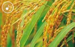 �簲���{��1149.02����!Ԭ¡ƽ�F(tu��n)�(du��)�����s�������a(ch��n)��(chu��ng)����o(j��)�