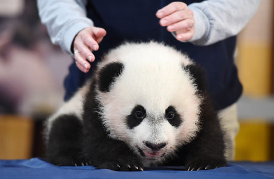 熊貓“貝貝”首秀迷倒美國人公園大排長隊(圖)