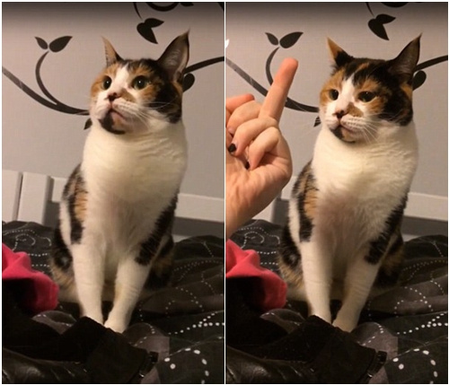 �]�Yò��؈�䱻�Q��ָŭҧ���ˡ��ؓ������D��