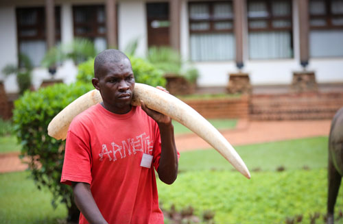英媒:東亞犯罪團(tuán)伙操控非洲象牙走私成全球挑戰(zhàn) 英媒:東亞犯罪團(tuán)伙操控非洲象牙走私成全球挑戰(zhàn)