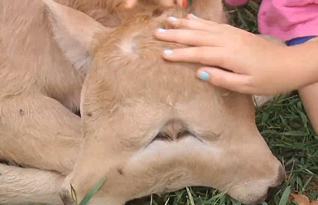 ����һ�r(n��ng)���Q�º�Ҋ���p��Сţ��