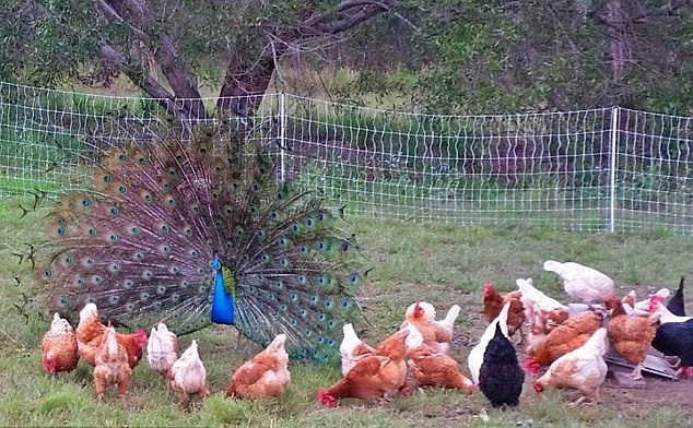 �r(n��ng)�����B(y��ng)��ȸ��(d��ng)���� �������B���uȺ�����o(h��)��