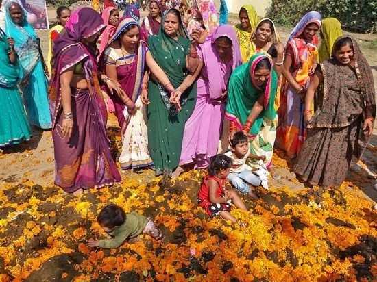 印度節(jié)日奇葩傳統(tǒng):讓孩子沾牛糞求好運(yùn)(圖)