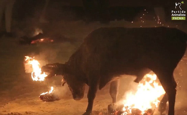 西班牙動物保護(hù)組織呼吁取締殘忍“公牛節(jié)” 西班牙動物保護(hù)組織呼吁取締殘忍“公牛節(jié)”