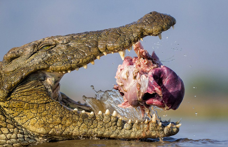 Ұ������zӰ