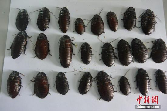 �Y�ψDƬ�������