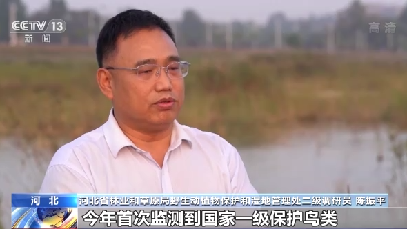 世界候鳥日丨我國(guó)生態(tài)環(huán)境持續(xù)改善 吸引候鳥駐足“加油”