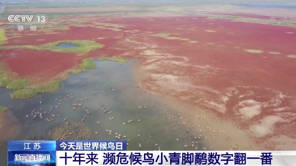 世界候鳥日丨我國(guó)生態(tài)環(huán)境持續(xù)改善 吸引候鳥駐足“加油”