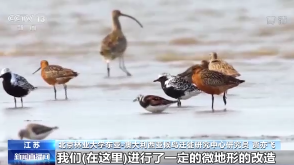 世界候鳥日丨我國(guó)生態(tài)環(huán)境持續(xù)改善 吸引候鳥駐足“加油”