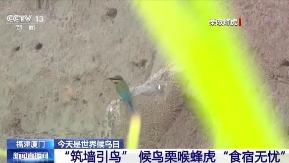 世界候鳥日丨我國(guó)生態(tài)環(huán)境持續(xù)改善 吸引候鳥駐足“加油”