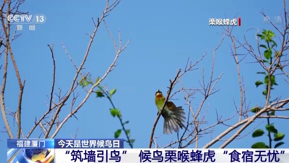 世界候鳥日丨我國(guó)生態(tài)環(huán)境持續(xù)改善 吸引候鳥駐足“加油”