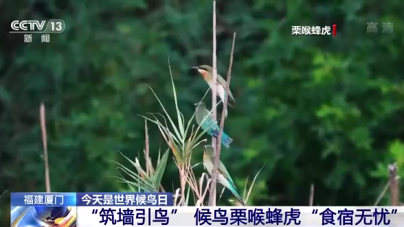 世界候鳥日丨我國(guó)生態(tài)環(huán)境持續(xù)改善 吸引候鳥駐足“加油”