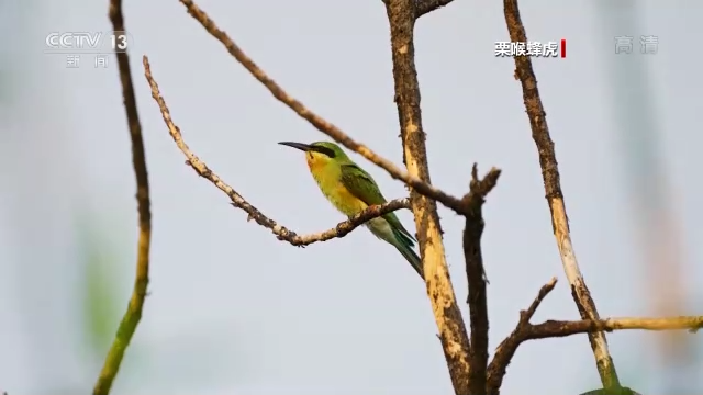 世界候鳥日丨我國(guó)生態(tài)環(huán)境持續(xù)改善 吸引候鳥駐足“加油”