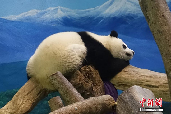 臺灣寫真:大熊貓千金“圓仔”開始獨(dú)立生活