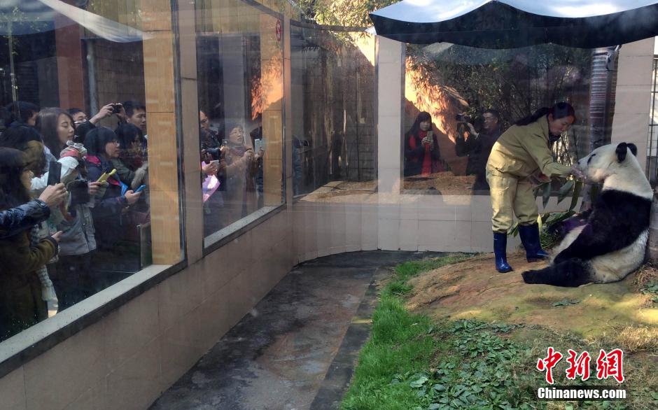 組圖:“百歲”熊貓明星巴斯受臺灣師生熱捧 組圖:“百歲”熊貓明星巴斯受臺灣師生熱捧