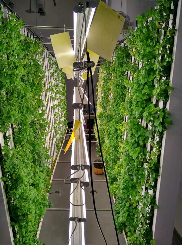 �����ܶ��҃�(n��i)ֱ���Nֲ�r(n��ng)��