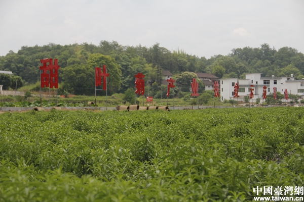 【鏡頭中的脫貧故事】精準扶貧為農(nóng)戶增收找出路 【鏡頭中的脫貧故事】精準扶貧為農(nóng)戶增收找出路