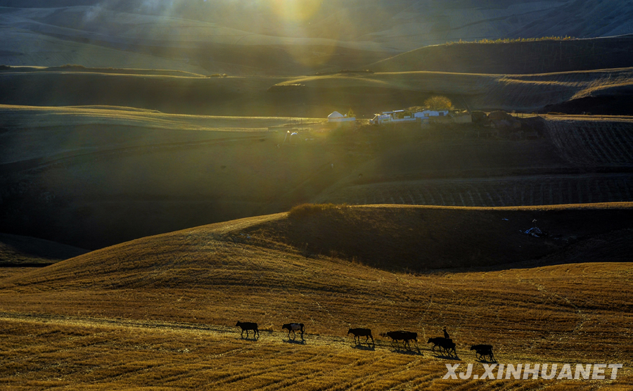 �����½����������(y��ng)��a(ch��n)�I(y��)�츣����