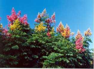 �h���_(t��i)�����(���߾�)�D