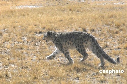 �п�Ժ�����������ˆT��ǰ����ظ�ԭ����˹ɽ�^(q��)�ı����������ֲ��F(xi��n)�׃�������M�п������ں���5100�׵������e���^(q��)����ݵ��ϰl(f��)�F(xi��n)��һֻ���е�ѩ����ѩ�����Ё���ԭ������N�����Ї���Ҫ�ֲ������غ��½��؅^(q��)�����О�lΣ��� ������l(f��) �x���l(w��i)�����D�� �z